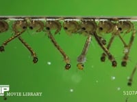 ヤブカ（キンイロヤブカ？）のボウフラとオニボウフラ ボウフラ（蚊の幼虫）、オニボウフラ（蚊の蛹）