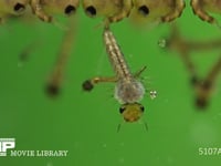 ヤブカ（キンイロヤブカ？）のボウフラ ボウフラ（蚊の幼虫）、オニボウフラ（蚊の蛹）