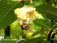 キボシアシナガバチ 葉裏の巣、巣を守る女王