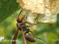 キボシアシナガバチ 葉裏の巣、体についた雨滴を舐めとる女王