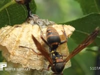 キボシアシナガバチ 葉裏の巣、巣についた雨滴を吸い外に捨てる女王