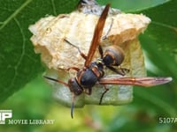 キボシアシナガバチ 葉裏の巣、巣を守る、巣についた雨滴を吸う女王