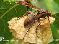 キボシアシナガバチ 葉裏の巣、巣についた雨滴を吸う女王