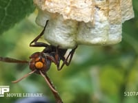 キボシアシナガバチ 葉裏の巣、体についた雨滴を舐めとる女王