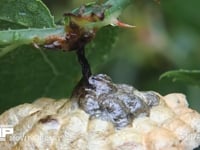 キボシアシナガバチ　巣のつけ根 葉裏の巣、体についた雨滴を舐めとる女王