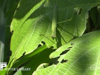 オオカマキリ幼虫 クズ葉上で獲物を待ち伏せる