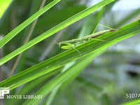 オオカマキリ幼虫 ススキ葉上で獲物を待ち伏せる