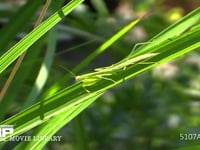 オオカマキリ幼虫 ススキ葉上で獲物を待ち伏せる