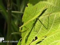 オオカマキリ幼虫 前脚を掃除する