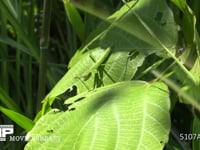 オオカマキリ幼虫 クズ葉上で獲物を待ち伏せる