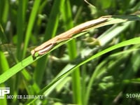 オオカマキリ　幼虫 隠れる