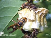 キボシアシナガバチ 娘バチと幼虫との栄養交換
