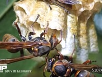 キボシアシナガバチ 女王バチと幼虫との栄養交換