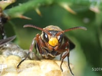 キボシアシナガバチ 娘バチの顔
