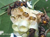 キボシアシナガバチ 幼虫と巣を守る娘バチ