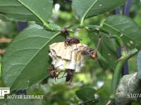 キボシアシナガバチ 巣を守る女王（複眼が茶色）と娘バチ３匹