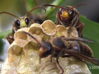 キボシアシナガバチ 卵、幼虫、♂バチ、女王蜂