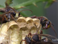 キボシアシナガバチ 卵、幼虫、♂バチ、女王蜂