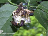 キボシアシナガバチ 巣を守る女王（複眼が茶色）と娘バチ３匹