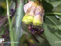 キボシアシナガバチ 巣を守る女王