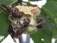 キボシアシナガバチ 巣に戻った女王、幼虫との栄養交換