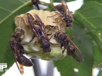 キボシアシナガバチ 幼虫と栄養交換する女王と娘バチ