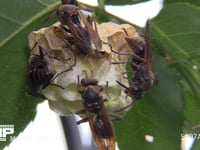 キボシアシナガバチ 幼虫と栄養交換する女王バチ、餌を貰おうとする♂バチ