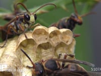 キボシアシナガバチ 卵、幼虫、♂バチ、女王蜂