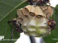 キボシアシナガバチ 巣で女王バチを待つ幼虫、♂バチ、働き蜂