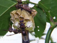 キボシアシナガバチ 幼虫と栄養交換する娘バチ、巣房に顔を突っ込む♂バチ（幼虫との栄養交換？）、休む女王