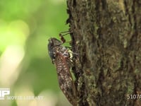 アブラゼミ 木の汁を吸う