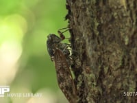 アブラゼミ 木の汁を吸う