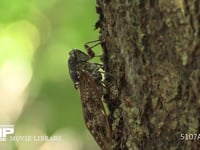 アブラゼミ 木の汁を吸う