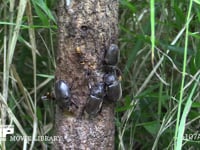 樹液に集まるカブトムシ♀とモンスズメバチ 