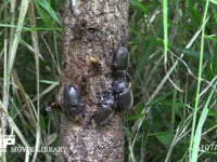 樹液に集まるカブトムシ♀とモンスズメバチ 