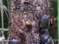 樹液に集まるカブトムシ♀とモンスズメバチ 