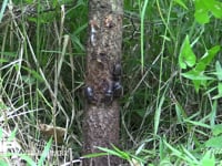 樹液に集まるカブトムシ♀とモンスズメバチ 