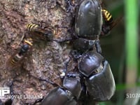 樹液に集まるカブトムシ♀とモンスズメバチ 