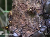 樹液に集まるカブトムシ♀とモンスズメバチ 