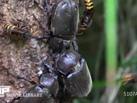 樹液に集まるカブトムシ♀とモンスズメバチ 