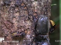 樹液に集まるカブトムシ♀とモンスズメバチ 