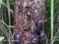 樹液に集まるカブトムシ♀とモンスズメバチ 