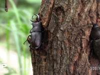 樹液をなめるノコギリクワガタ♂、カブトムシ♀ 