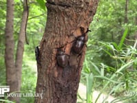 樹液をなめるカブトムシ♂♀とノコギリクワガタ♂ 