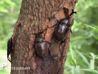 樹液をなめるカブトムシ♂♀とノコギリクワガタ♂ 