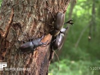 樹液を争うカブトムシ♀とノコギリクワガタ♂ 樹液を吸うカブトムシ♂