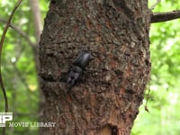 樹液を争うカブトムシ♀とノコギリクワガタ♂ 樹液を吸うカブトムシ♂