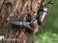 樹液をなめるカブトムシ♀を追い出すノコギリクワガタ♂ 樹液を吸うカブトムシ♂