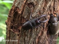 樹液をなめるカブトムシ♀を追い出そうとするノコギリクワガタ♂ 