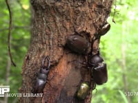 樹液をなめるカブトムシ♀に求愛する♂ 